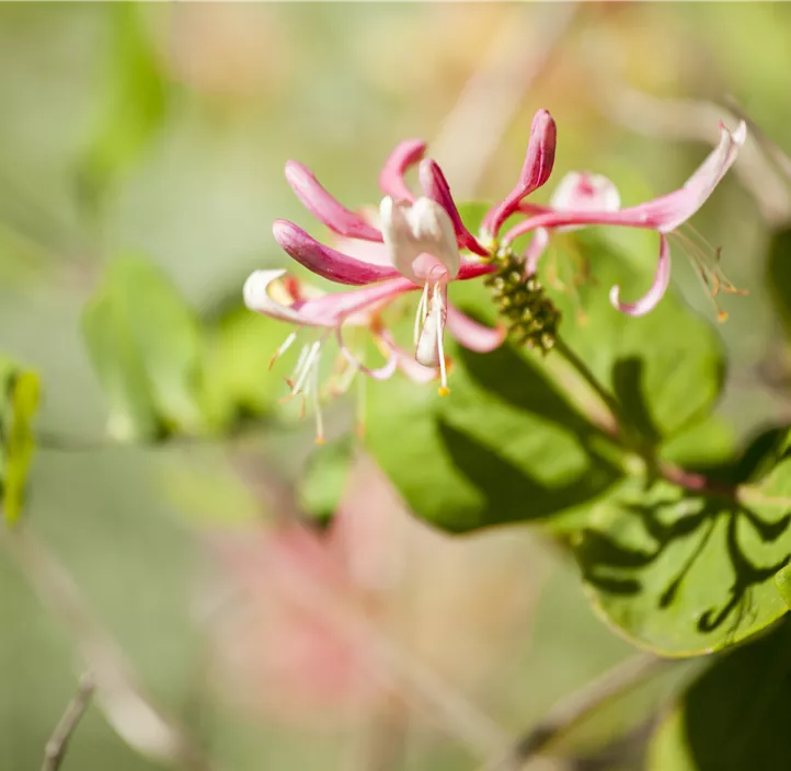 Geißschlinge 'Goldflame'