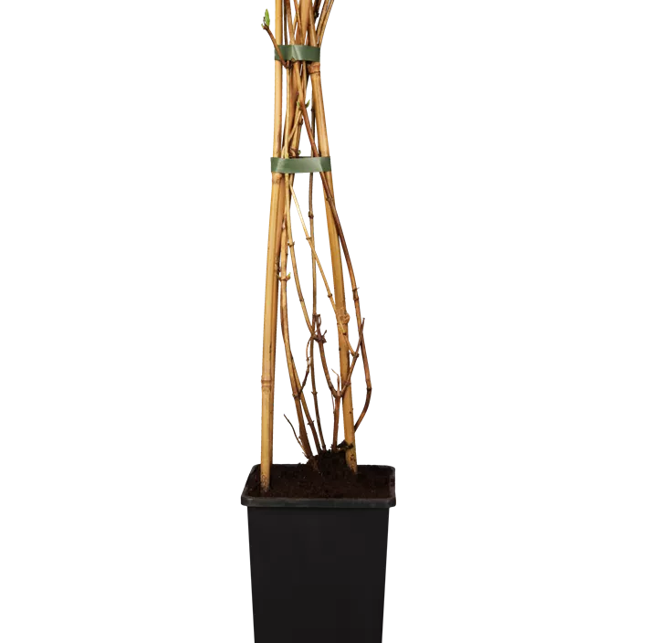 Geißschlinge 'Goldflame'