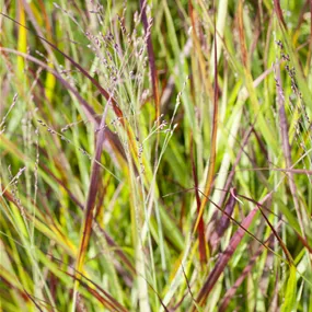 Imperata Red baron