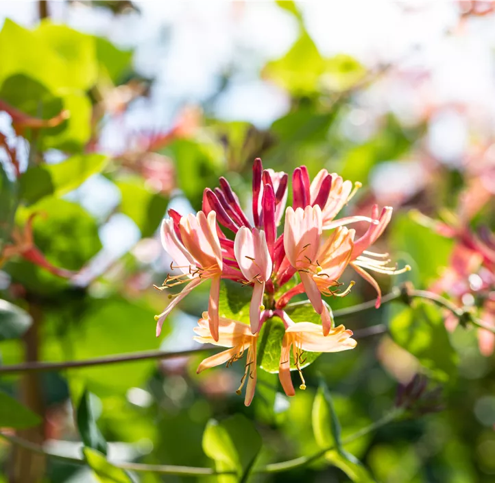 Geißschlinge 'Goldflame'