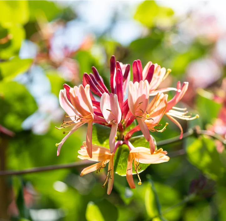 Geißschlinge 'Goldflame'