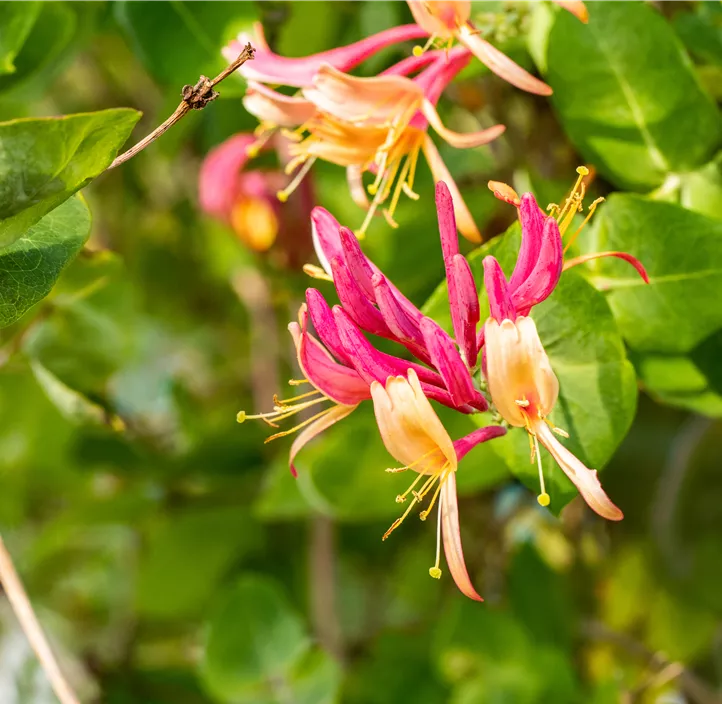 Geißschlinge 'Goldflame'