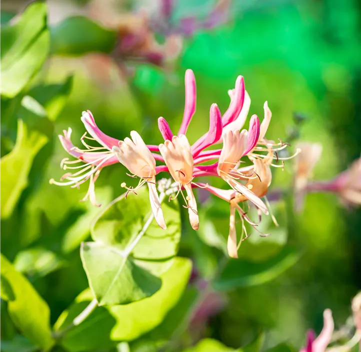 Geißschlinge 'Goldflame'