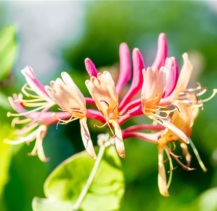 Geißschlinge 'Goldflame'