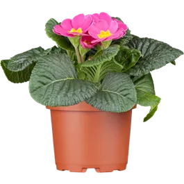 Primula acaulis