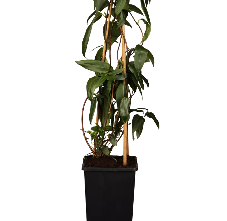 Immergrüne Geißschlinge Immergrüne Geißschlinge