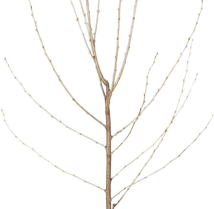 Sauerkirsche 'Schattenmorelle' Sauerkirsche 'Schattenmorelle'