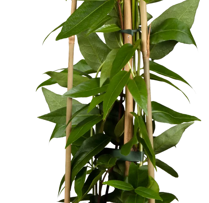 Immergrüne Geißschlinge Immergrüne Geißschlinge