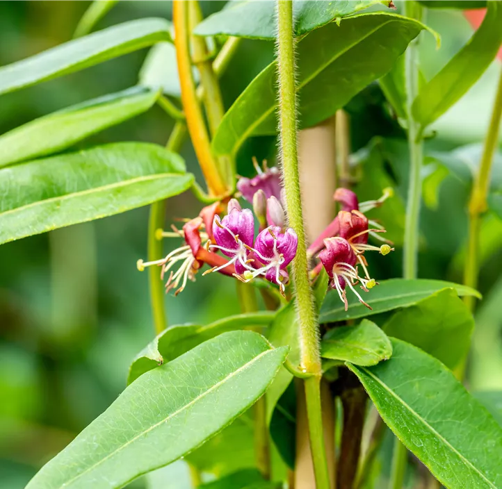 Immergrüne Geißschlinge Immergrüne Geißschlinge