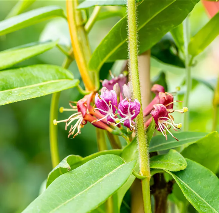 Immergrüne Geißschlinge Immergrüne Geißschlinge