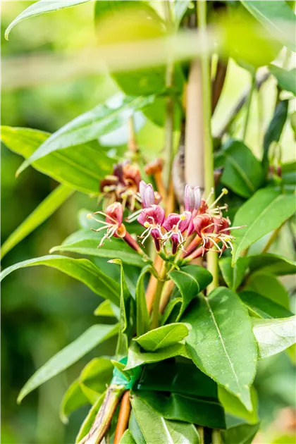 philodendron billietiae variegated Philodendron billietiae Variegated – Amazon Garden Thailand main image 1