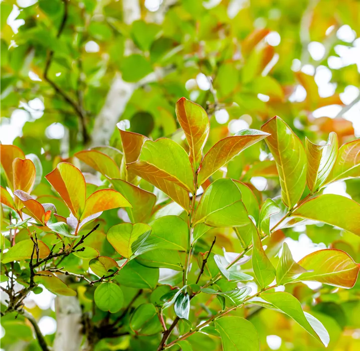 Immergrüne Geißschlinge Immergrüne Geißschlinge