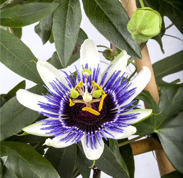 Blaue Passionsblume