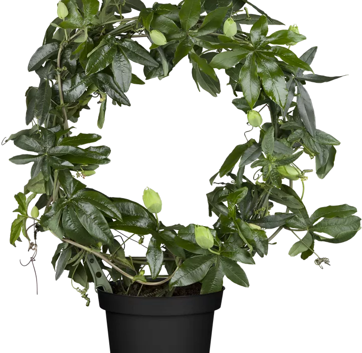 Blaue Passionsblume Blaue Passionsblume