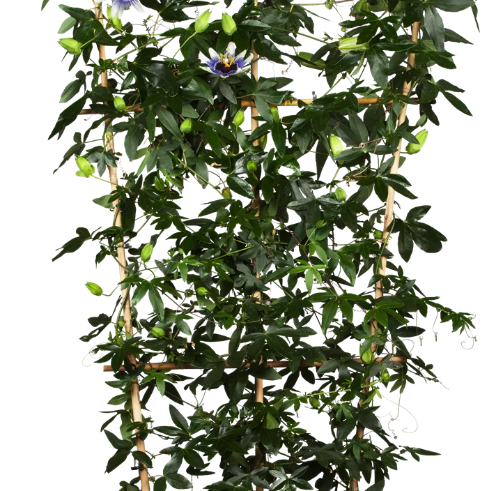 Blaue Passionsblume Blaue Passionsblume