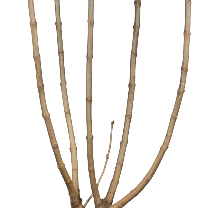 Gewöhnlicher Flieder 'Beauty of Moscow'