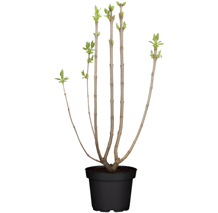 Gewöhnlicher Flieder 'Beauty of Moscow'