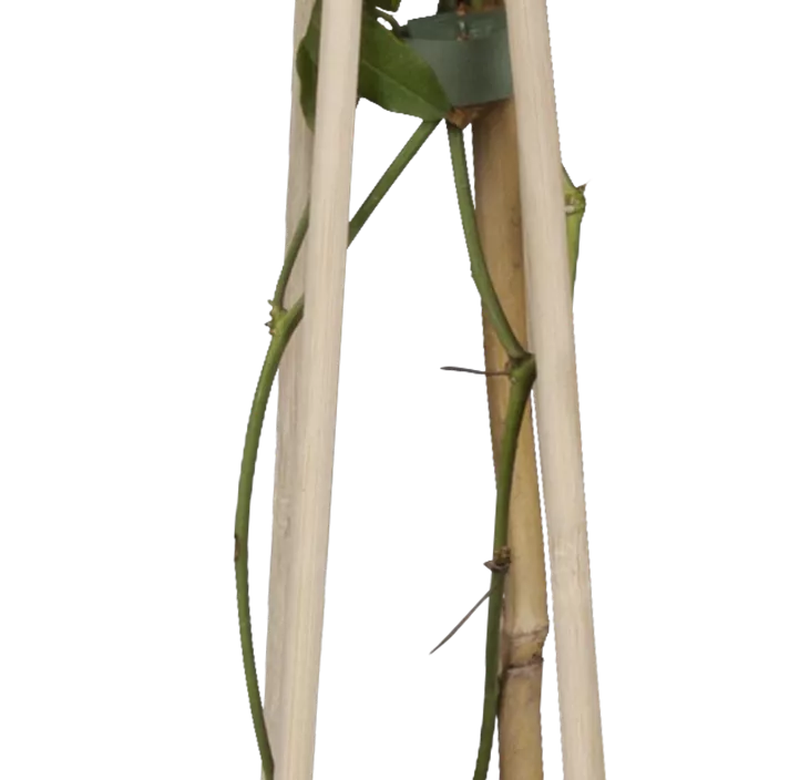 Blaue Passionsblume Blaue Passionsblume