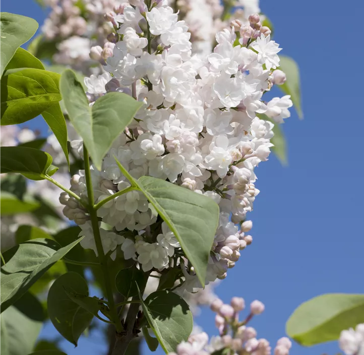 Gewöhnlicher Flieder 'Beauty of Moscow'