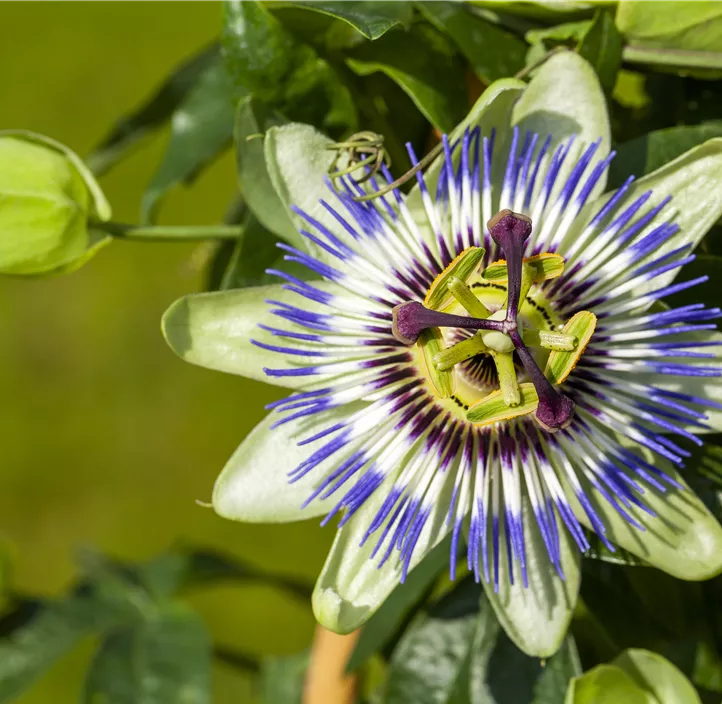 Blaue Passionsblume Blaue Passionsblume