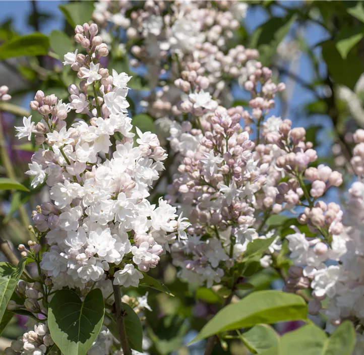 Gewöhnlicher Flieder 'Beauty of Moscow'