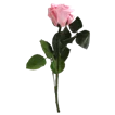 Trockenblumen