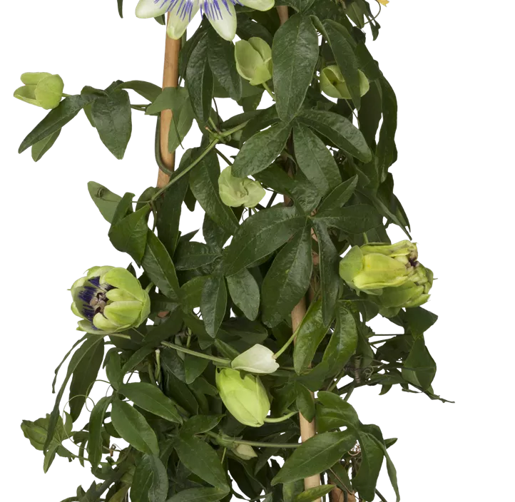 Blaue Passionsblume Blaue Passionsblume