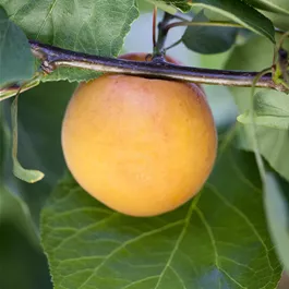 Prunus armeniaca