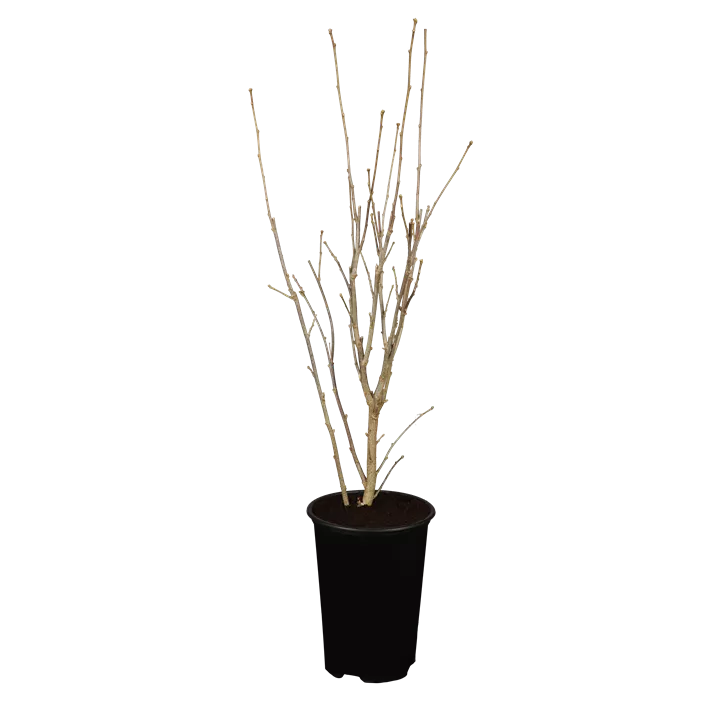 Garteneibisch 'Marina'