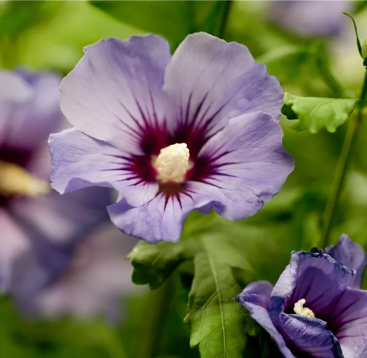 Garteneibisch 'Marina'