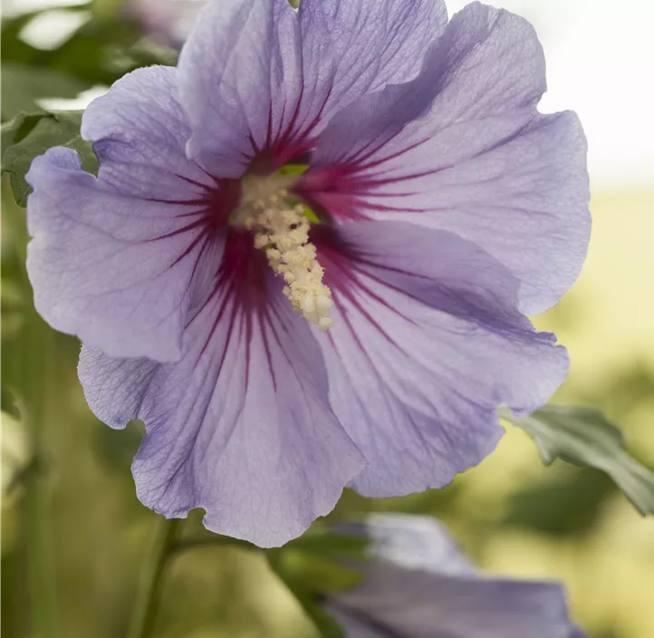 Garteneibisch 'Marina'