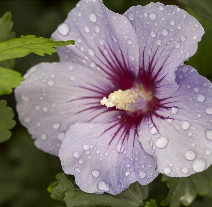 Garteneibisch 'Marina'