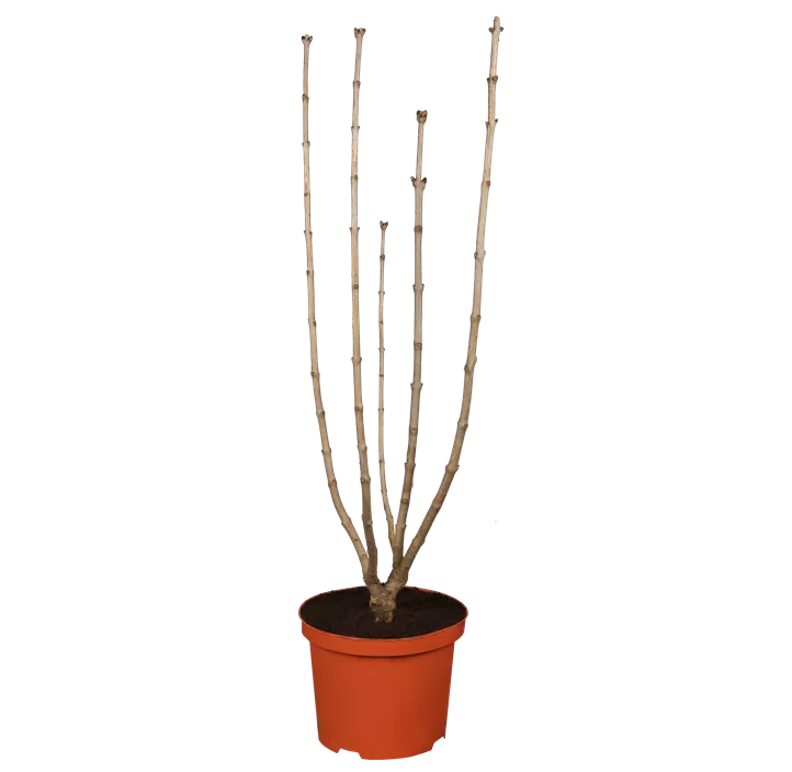 Edelflieder 'Sensation'