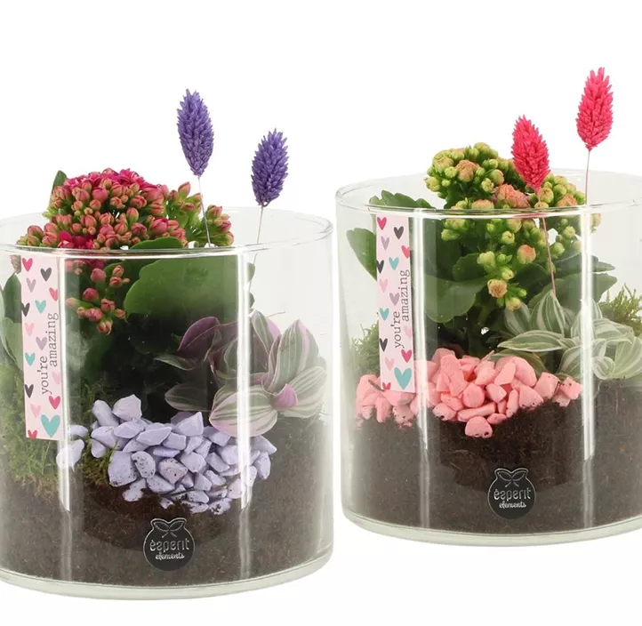 Arrangement im Glas Duo You're amazing Arrangement im Glas Duo You're amazing