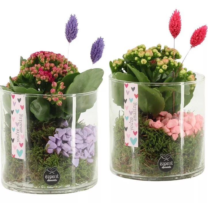 Arrangement Kalanchoe im Glas You're amazing Arrangement Kalanchoe im Glas You're amazing