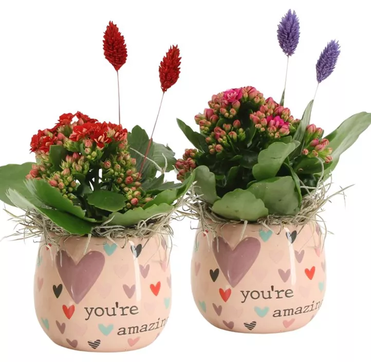 Arrangement Kalanchoe You're amazing Arrangement Kalanchoe You're amazing