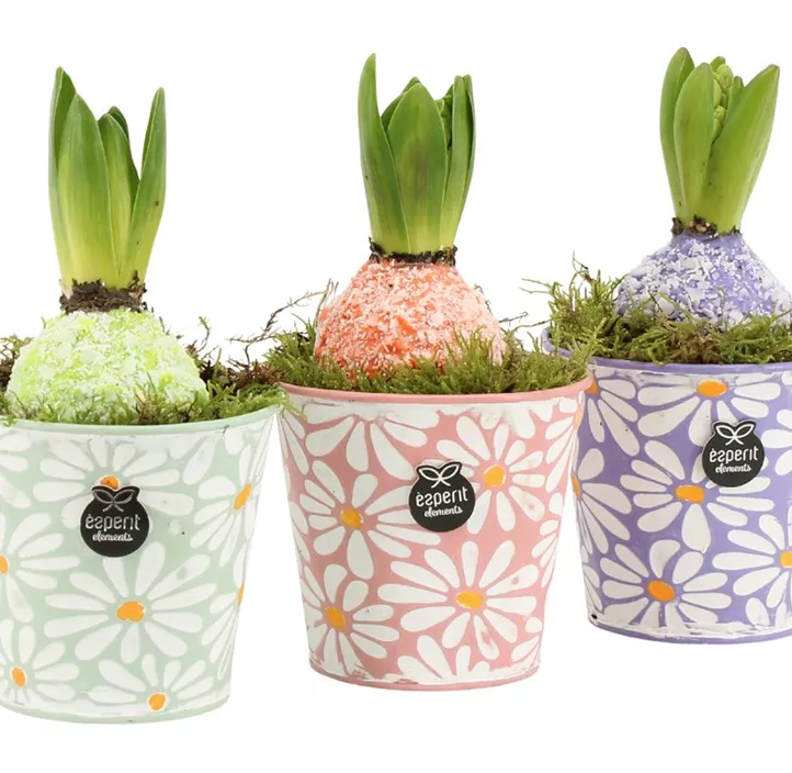 Blühendes Set Hyazinth im Topf Frühling