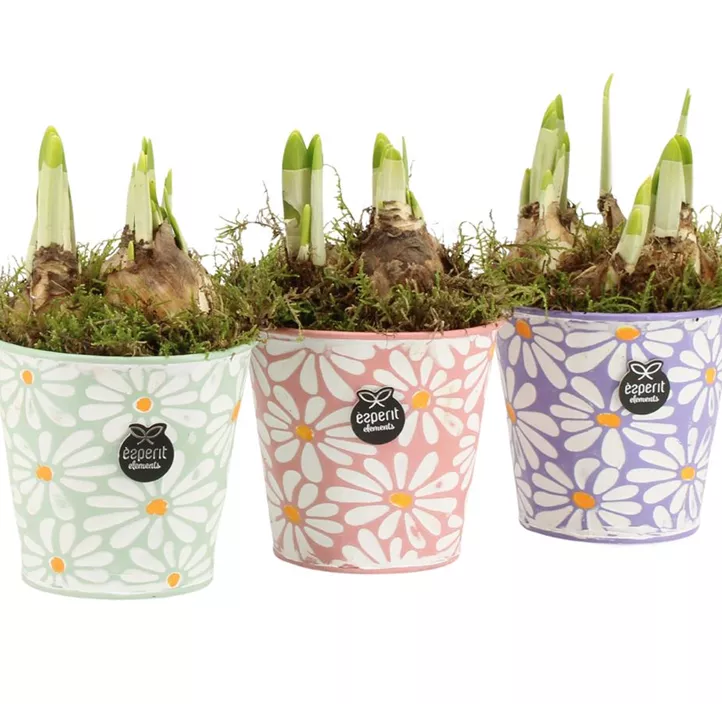 Blühendes Set im Topf Frühling Blühendes Set im Topf Frühling