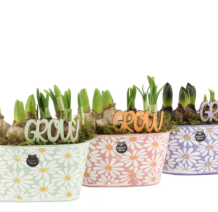 Blühendes Set im Topf Grow Blühendes Set im Topf Grow