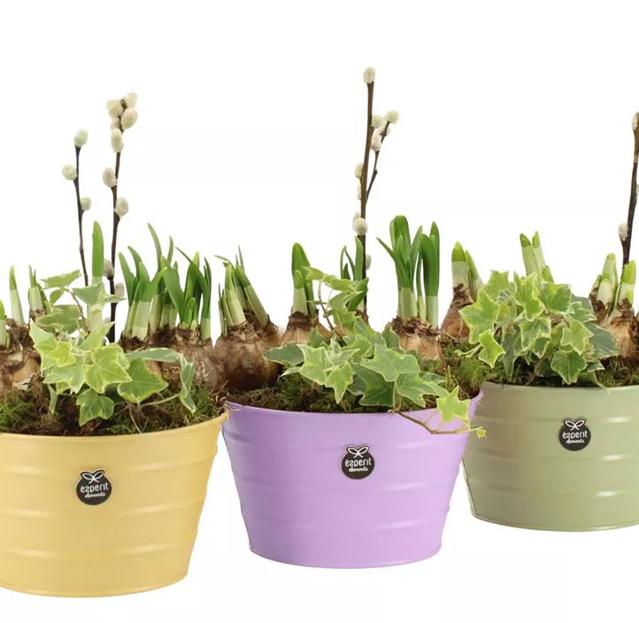 Blühendes Set im Zinkgefäß Blühendes Set im Zinkgefäß