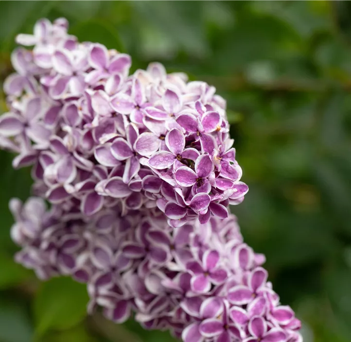 Edelflieder 'Sensation'