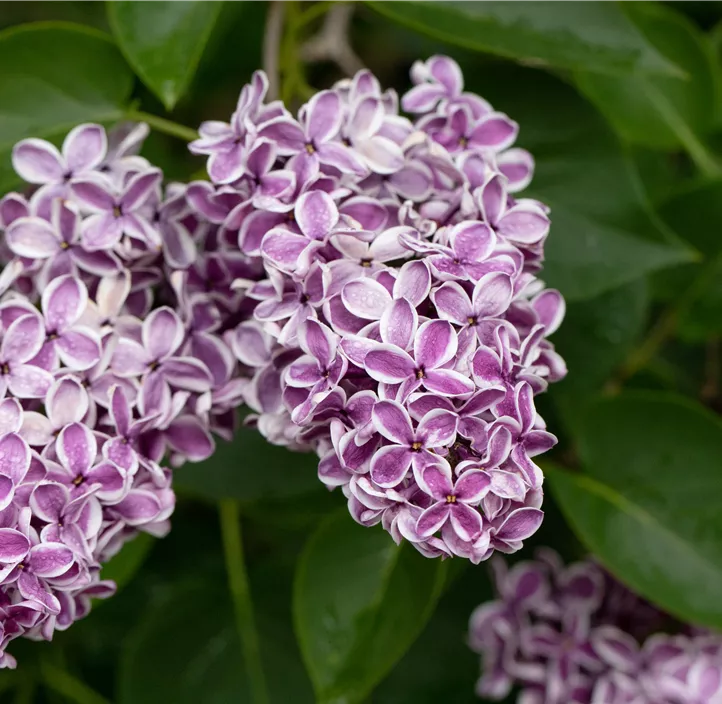 Edelflieder 'Sensation'