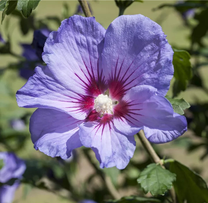 Garteneibisch 'Hawaii'