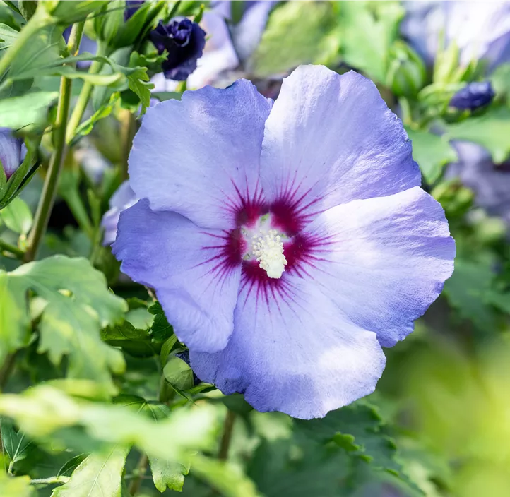 Garteneibisch 'Hawaii'