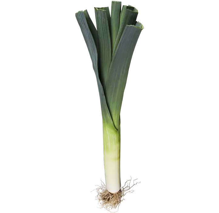 Lauch
