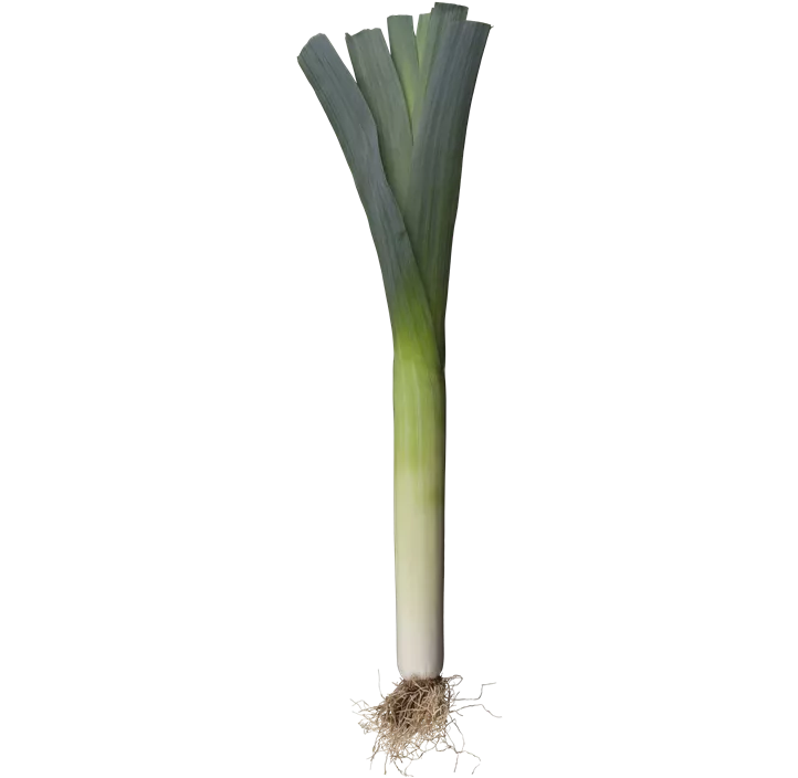 Lauch