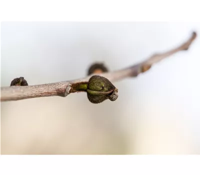 Asimina triloba selbstfruchtend