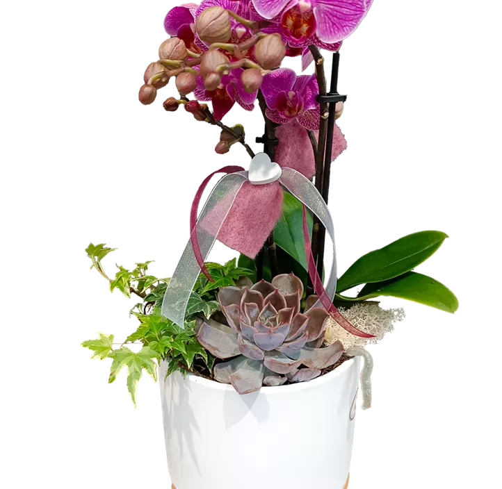 Set Orchideen-Zauber Set Orchideen-Zauber