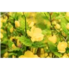bellaflora Gartencenter GmbH