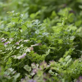 Anthriscus cerefolium